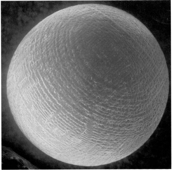 謎の新惑星?