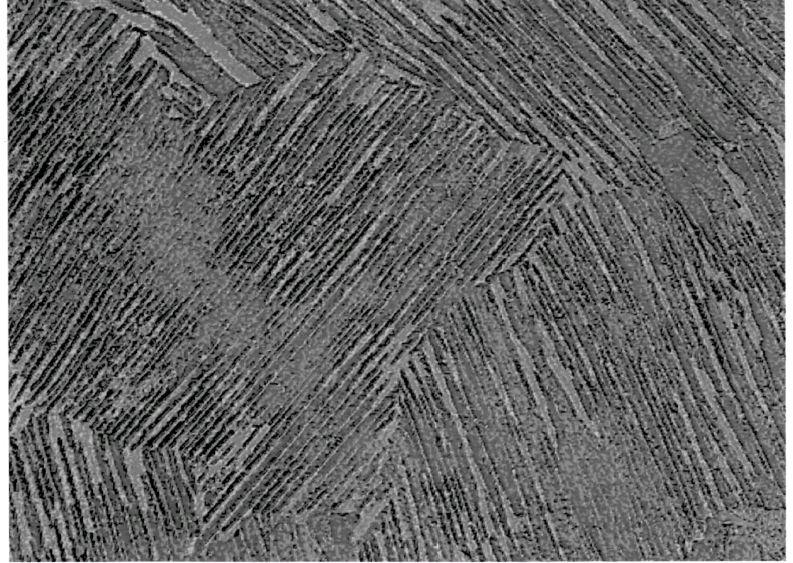 織物の模様の一部に見えませんか?