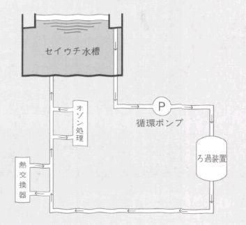 セイウチ水槽