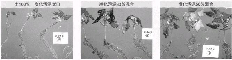 炭化汚泥の試験状況(ツルナシインゲンを使っての試験状況)