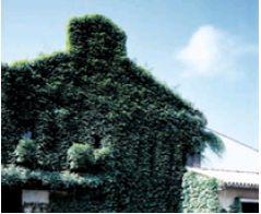 フル稼働していた頃の建屋外観　蔦(つた)に覆われていた(2000年)